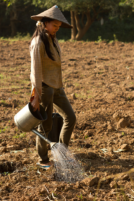 Watering the fields in the late afternoon.