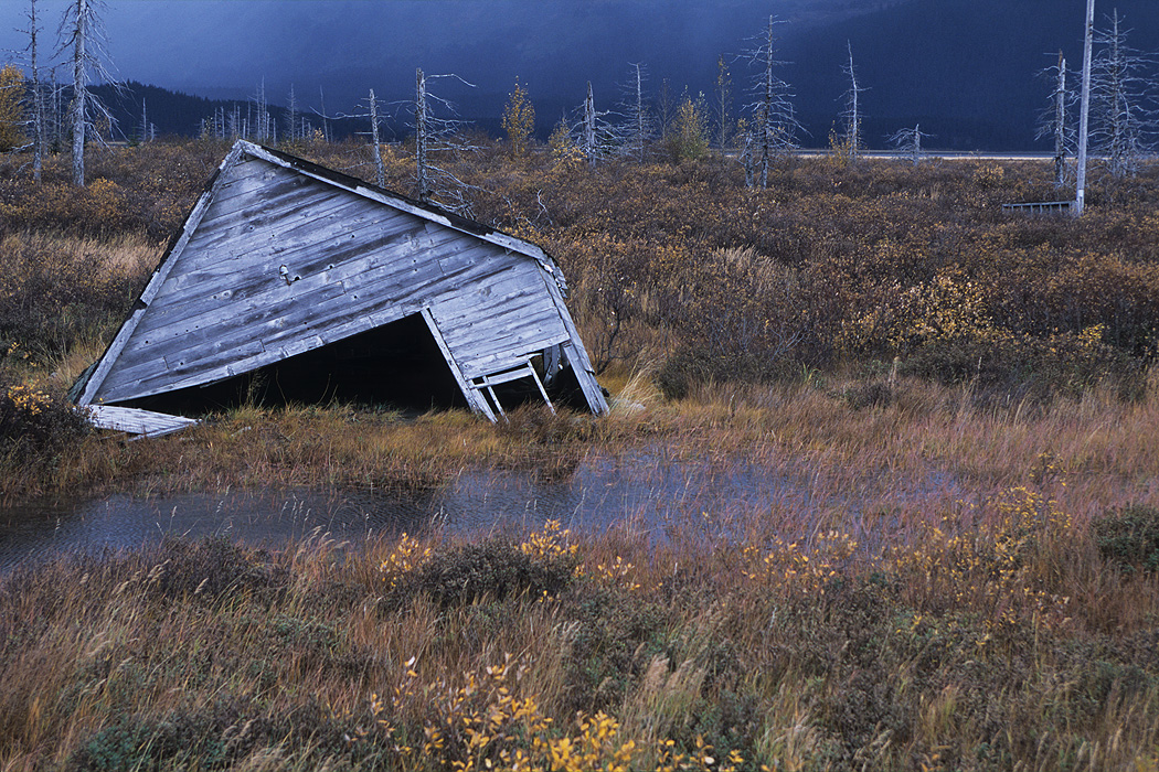 Nature reclaims a house on the Kenai Peninsula