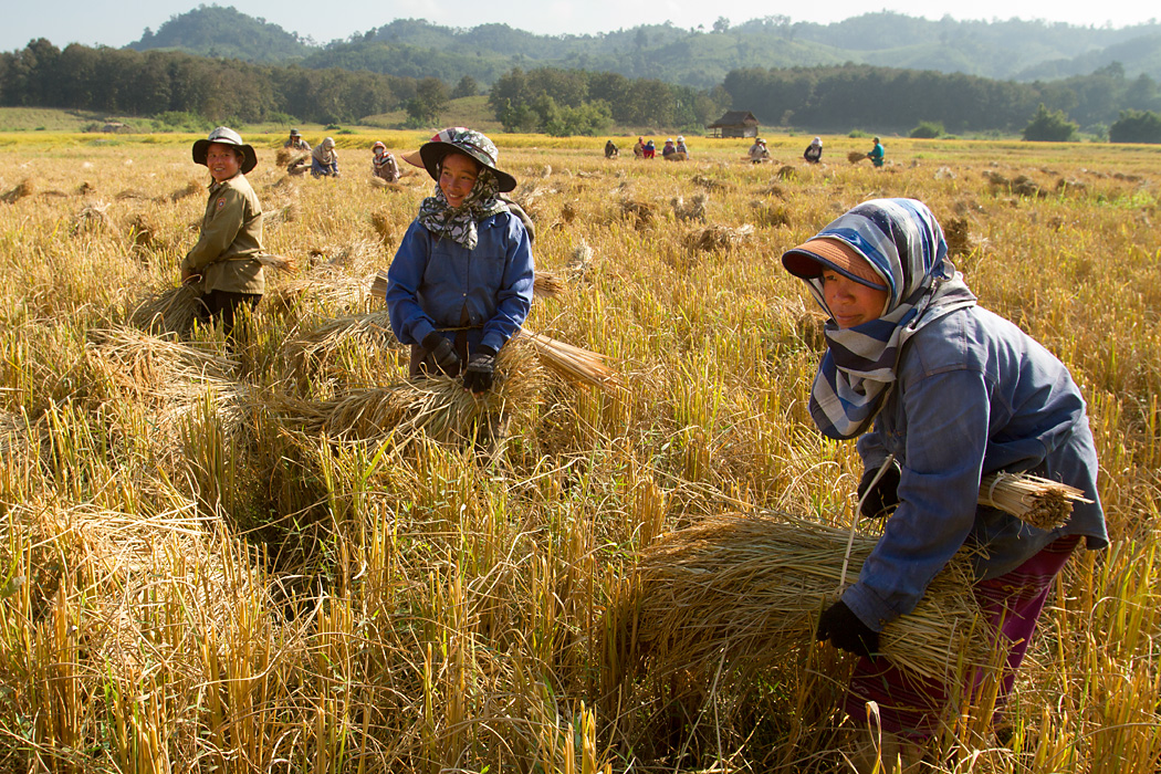 Rice harvest near Sayambouri, Laos