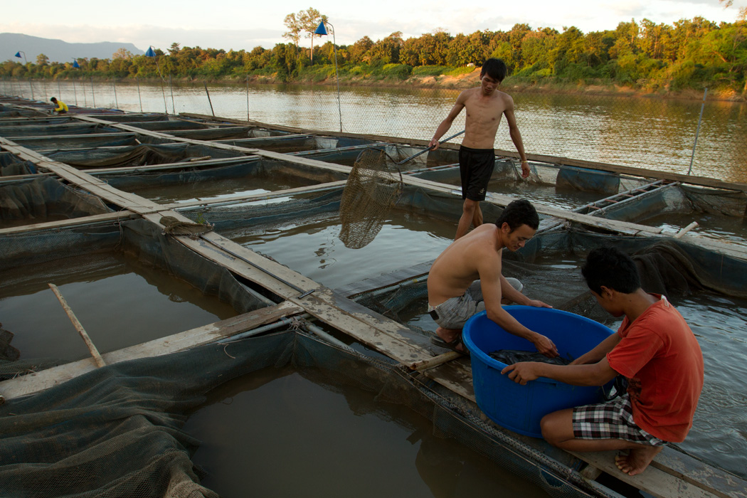 Men pull mature fish out of a fish cage on a fish farm in the Sekong river.