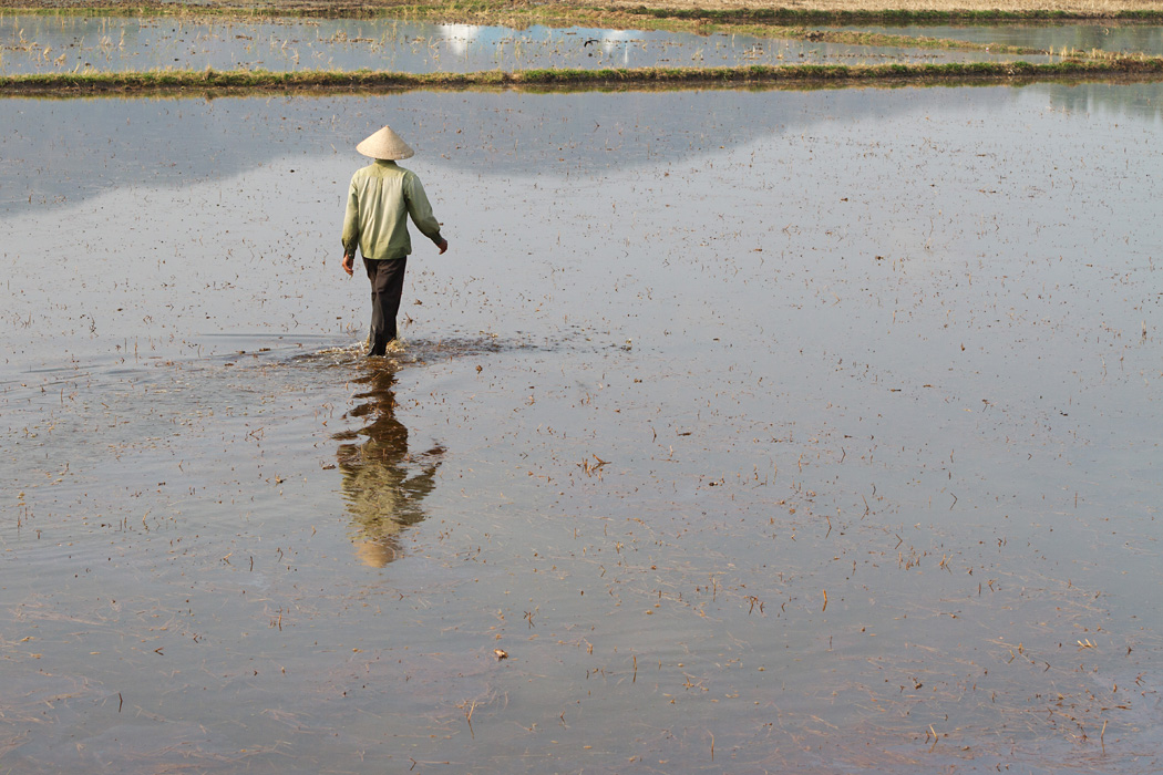 A farmer walks across a flooded rice field in An Giang province.