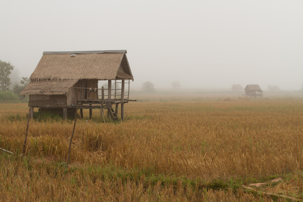 Early morning fog in the rice fields near Hongsa