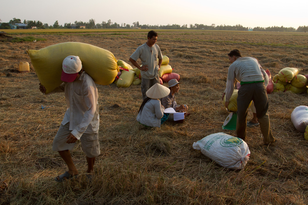 Bags of rice are weighted and then carried onto a river barge for transport.