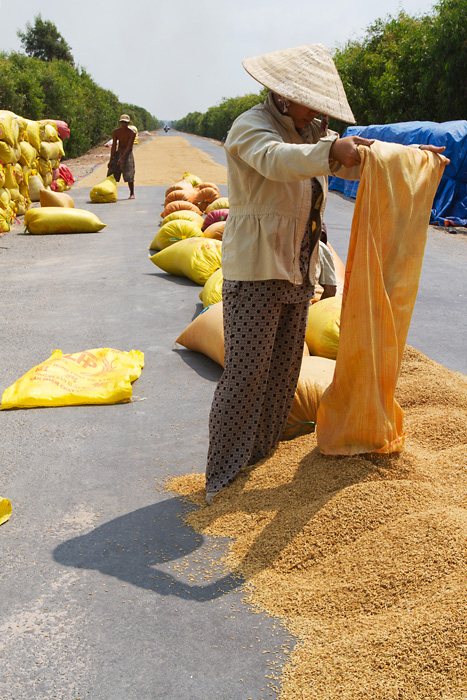A woman pours rice onto the hot asphalt of the road to dry it.