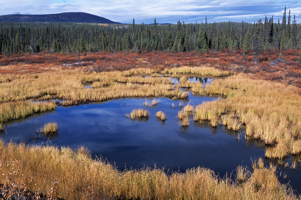 Fall colors in central Alaska