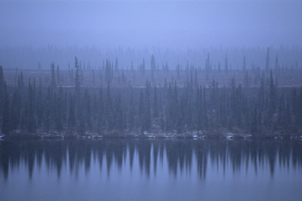 Trees reflected in a lake in a snowstorm just south of Summit, Alaska