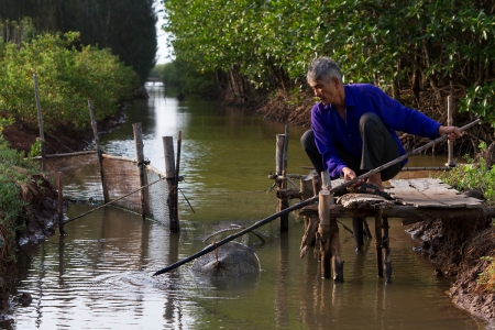 A local farmer pulls a fish trap from the water at his sustainable shrimp farm Bac Lieu Province