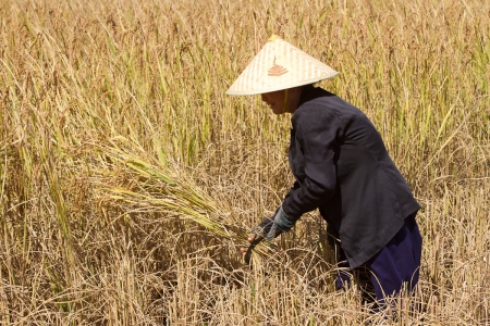 Rice harvest with a hand sickle