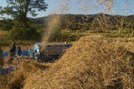 Mechanized rice harvest in Sainyabuli Province