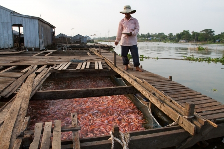 A man feeds the fish on a floating fish farm on the Hau River in An Giang province.