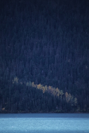 First signs of autumn on the shore of Kenai Lake