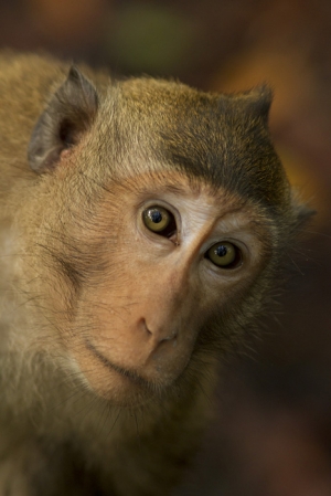 A monkey at a bioreserve in Ca Mau province, Vietnam
