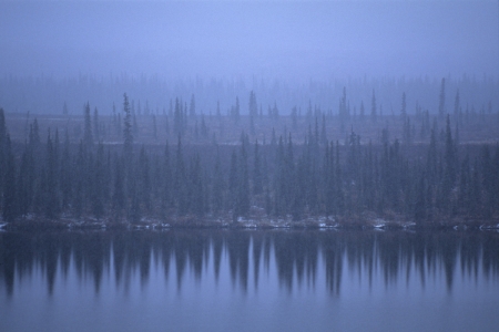 Trees reflected in a lake in a snowstorm just south of Summit, Alaska